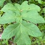 Heracleum sibiricum Leaf