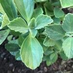 Plectranthus ornatus Leaf