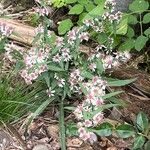 Symphyotrichum lateriflorum ফুল