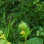 Euphorbia pilosa फल