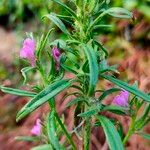 Misopates orontium 花