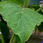 Salvia sclarea Liść