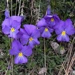 Viola calcarata 形态