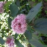 Clerodendrum bungeiBlomst