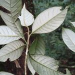 Pouteria austin-smithii Hoja