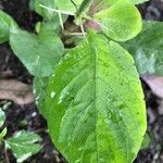 Ruellia tuberosa Foglia