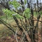 Salix bebbiana Fuelha