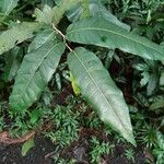 Inocarpus fagifer Φύλλο