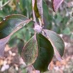 Cornus hongkongensis Frutto