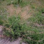 Artemisia campestris Habit