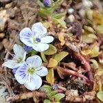 Veronica repens Flower