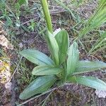 Ophrys scolopax পাতা