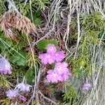 Primula hirsuta Flor