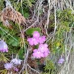 Primula hirsuta Blüte