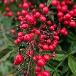 Nandina domestica Vaisius