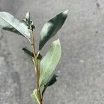 Elaeagnus commutata Blad