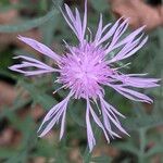 Centaurea stoebe Õis