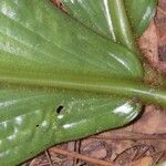 Costus bracteatus Folio