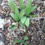 Allium tricoccum Feuille