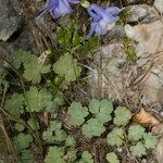 Aquilegia viscosa 整株植物