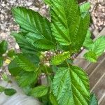 Corchorus olitorius Leaf