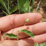 Sida alba Leaf