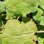 Salvia spinosa Leaf