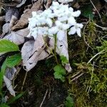 Cardamine trifolia Tervik taim