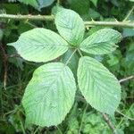 Rubus polyanthemus Lehti