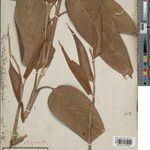 Ischnosiphon puberulus Hoja