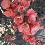 Chaenomeles japonica Цветок