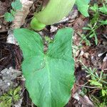 Arum italicum x Arum maculatum Hoja