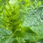 Agastache nepetoides Flower