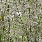 Calamagrostis arundinacea Libunga