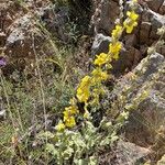 Verbascum undulatum Flower