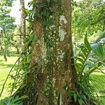 Carapa guianensis Lubje