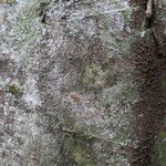 Drypetes gerrardii چھال