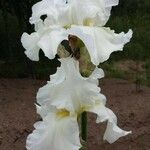 Iris albicans Flor