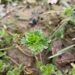 Veronica agrestis Foglia