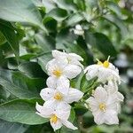 Solanum laxum Flower