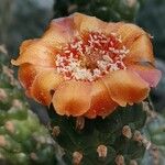 Consolea rubescens Flor