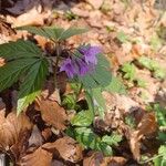 Cardamine glanduligera Flors