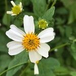 Bidens alba 花