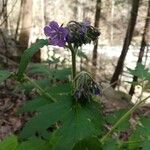 Phacelia bipinnatifida Flower