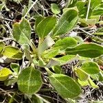 Eriogonum umbellatum Лист