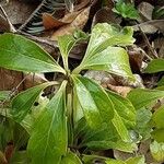 Pachysandra terminalis Leaf