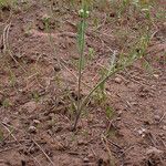 Lomatium canbyi Hábito