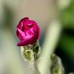 Silene coronaria Λουλούδι