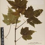 Acer caudatum Ostatní