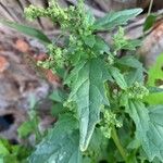 Chenopodiastrum murale Leaf